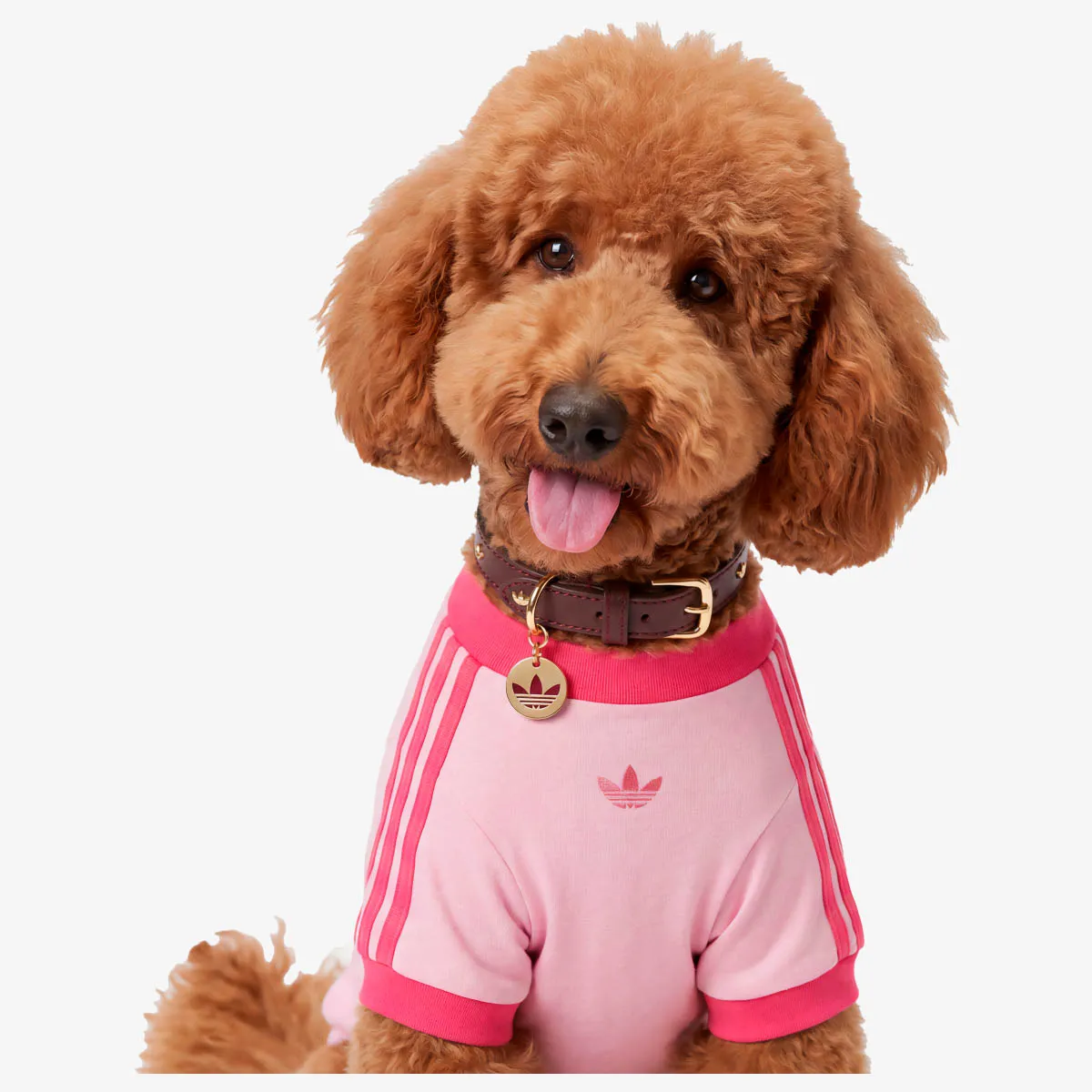 ADIDAS OGRLICA PET PET COLLAR